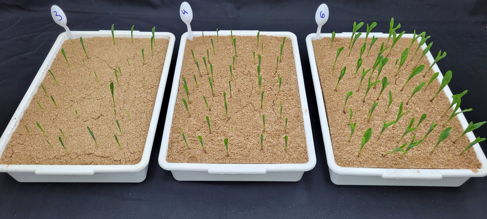 Teste de vigor e emergência de plântulas